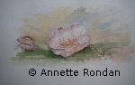 Annette Rondan peintre connue pour ses Aquarellesspécialisée en Fleurs