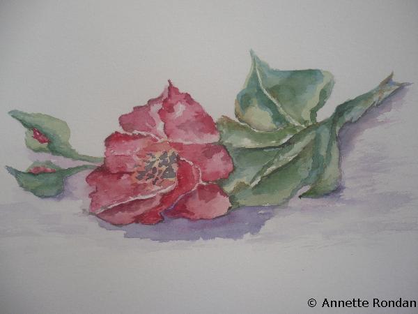 Annette Rondan artiste et créateur de La vie en rose (Galerie Peintures - Aquarelles - Fleurs)
